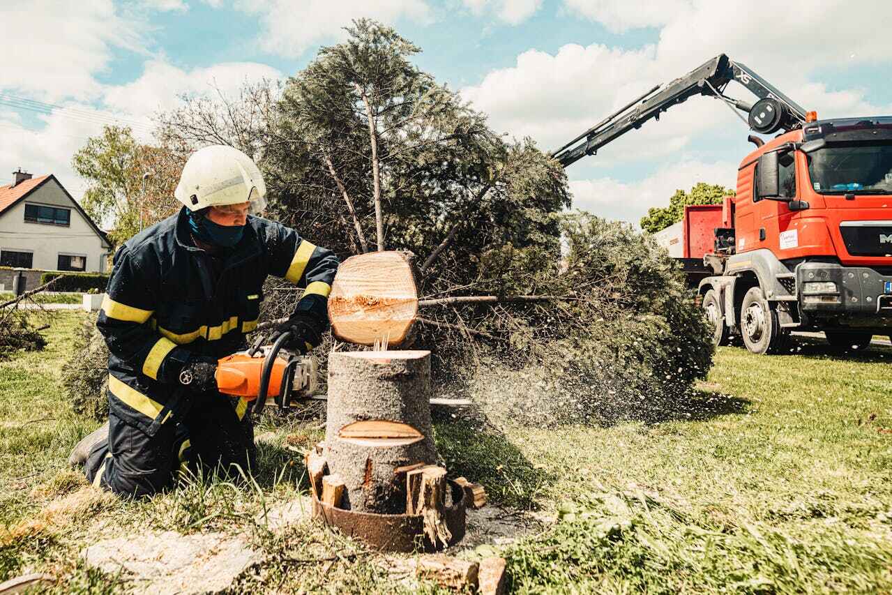 Lawson, MO Tree Service Company